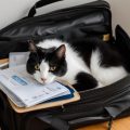 International Cat Travel: A Safe & Easy Guide