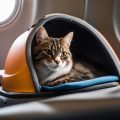 Flying With Felines: Tips for Travelling with Cats on Plane