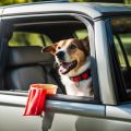 Safe & Fun Car Travel with Dogs – Tips Guide