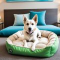 Dog-Friendly Hotels Guide for Traveling Pooches