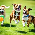 Discover the Best Toys for Active Dogs Today!