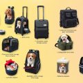 Essential Dog Travel Gear: What You Need to Pack