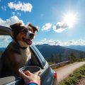 Feeding Pets on the Go: Tips for Traveling Pet Owners