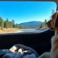 Traveling with Senior Pets: Tips for a Safe Journey