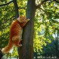 Cats Climbing Trees: Why & How They Do It