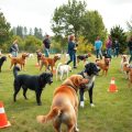 Effective Dog Behavioral Training Classes Near You