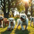 Hypoallergenic Dogs: Best Breeds for Allergy Sufferers