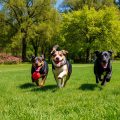 Active Dog Breeds: Perfect Pets for Dynamic Lifestyles