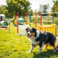 Outfitting Your Aussie for Agility Success: My Recommendations