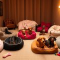 The Coziest Dachshund Beds to Pamper Your Pup