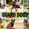 Top 10 Guard Dog Breeds to Protect Your Home