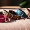 My Top 7 Favorite Medium Dog Collars for 2023